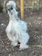 Zijdehoen splash haan, Dieren en Toebehoren, Pluimvee, Mannelijk, Kip