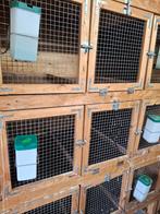 Konijnenflats / hokken voor konijnen, cavia's, andere dieren, Animaux & Accessoires, Enlèvement, Cobaye