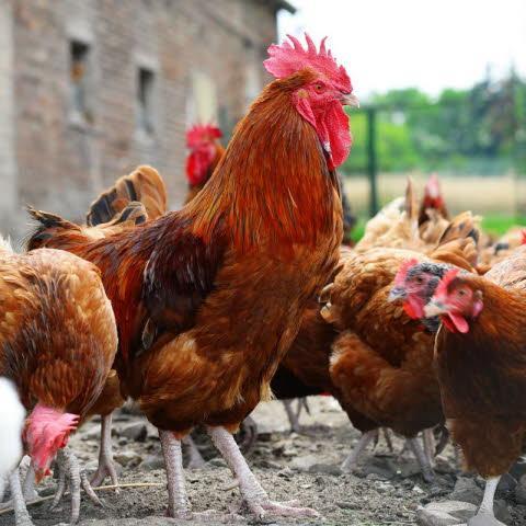 dag kuikens cou nu 100 % haantjes uitkomst 5 mei, Dieren en Toebehoren, Mannelijk, Kip