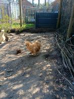 Zijde hoentje Buff 2 hanen gratis., Dieren en Toebehoren