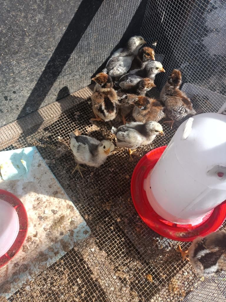 kuikens, Dieren en Toebehoren, Geslacht onbekend, Kip