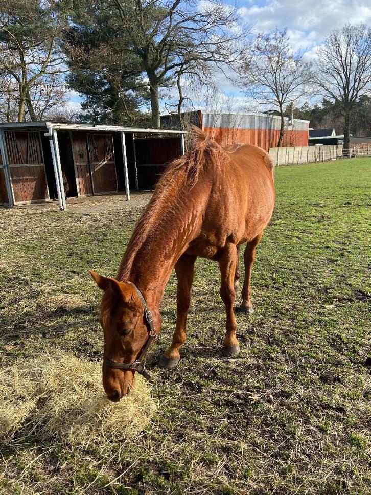 paard, Dieren en Toebehoren, Paarden, Merrie, Z, 160 tot 165 cm, 11 jaar of ouder, Dressuurpaard, Met stamboom, Gechipt, Ontwormd
