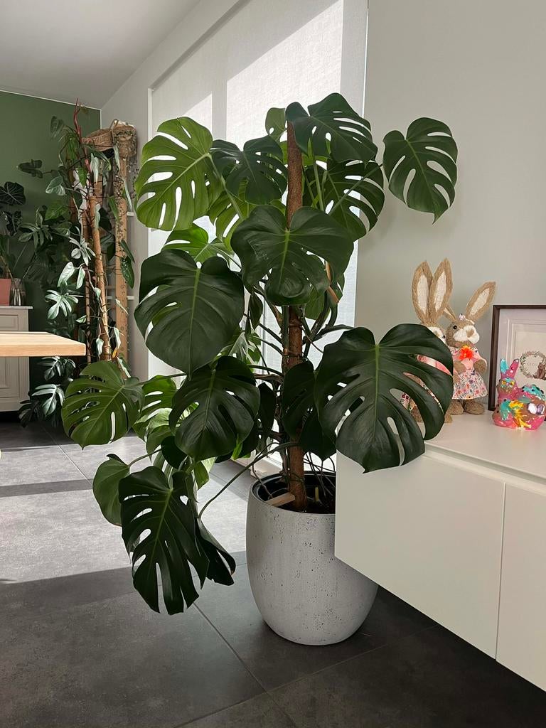 Monstera, Huis en Inrichting, Kamerplanten, Ophalen, Overige soorten, Halfschaduw, In pot