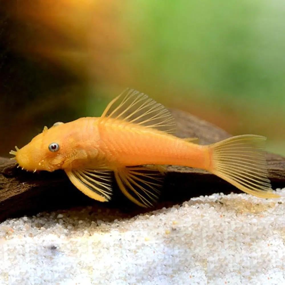 Ancistrus l144 au yeux bleu, Animaux & Accessoires