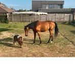Volbloed ruin 8 jaar, Dieren en Toebehoren, Ruin, 7 tot 10 jaar