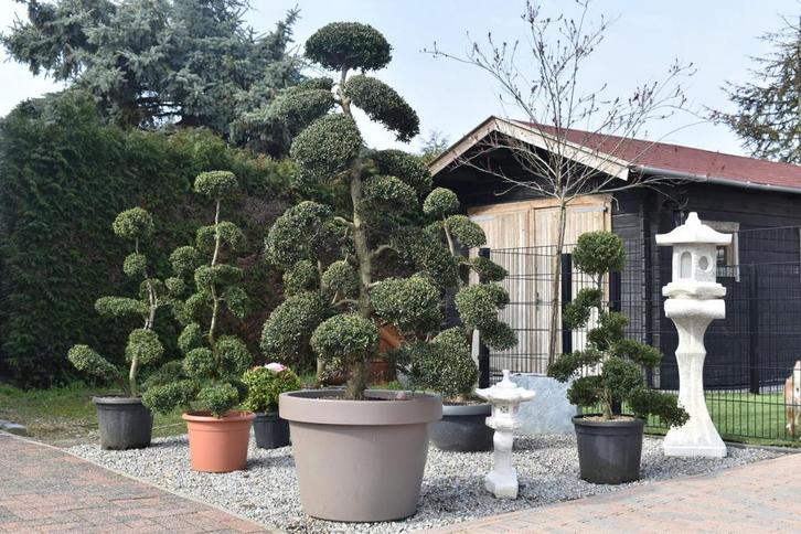 Japanse bonsai Ilex crenata  200 cm – unieke wolkvorm, Tuin en Terras, Planten | Bomen, Ophalen