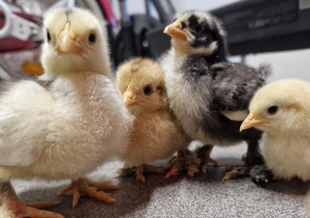 Cochin kriel kuikens, Dieren en Toebehoren, Pluimvee