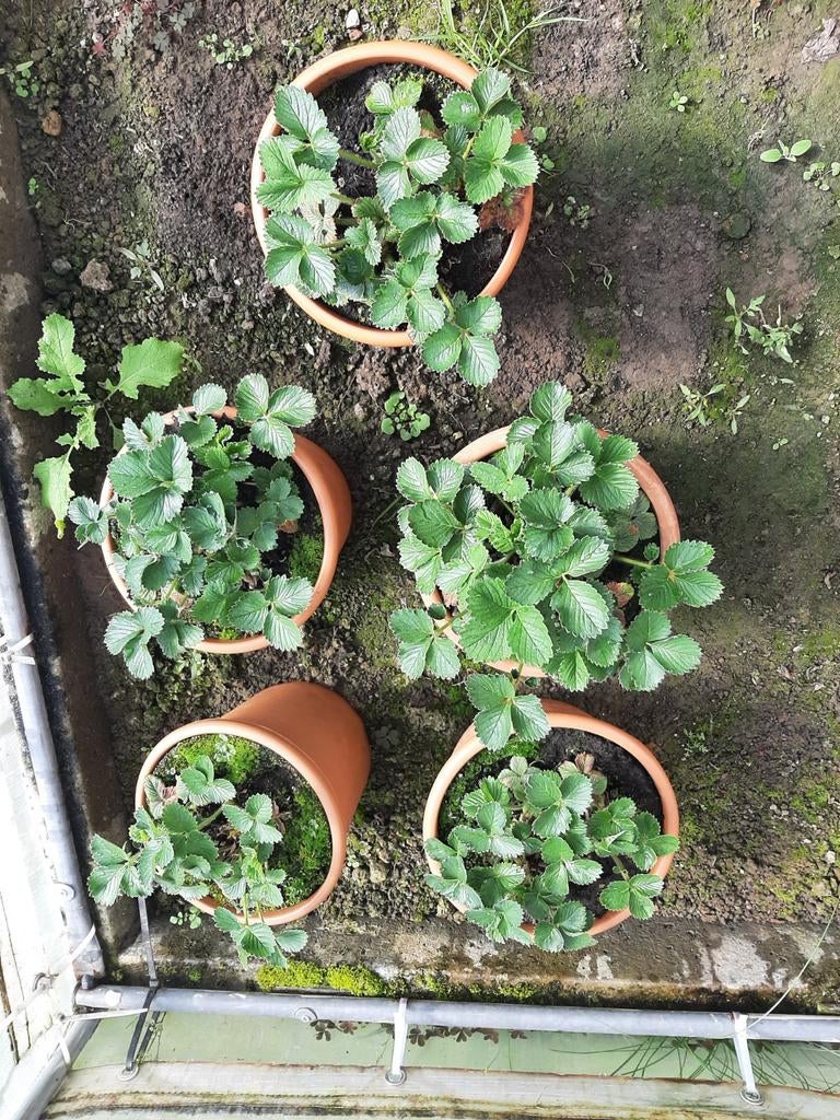 Plants de fraisiers dans un grand pot de 23 cm. 20 plants 3, Enlèvement