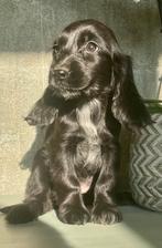 Engelse Cocker Spaniël pups, België, Fokker | Hobbymatig, 8 tot 15 weken, Meerdere