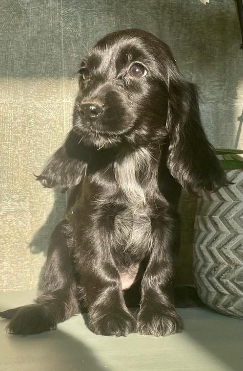 Engelse Cocker Spaniël pups, Dieren en Toebehoren, Honden | Retrievers, Spaniëls en Waterhonden, Meerdere dieren, Spaniël, Fokker | Hobbymatig