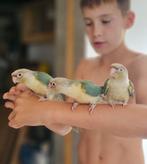 Conure molinae