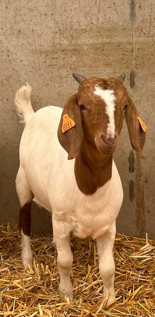 boergeit boerbok geit, Animaux & Accessoires, Moutons, Chèvres & Cochons, Chèvre, Plusieurs animaux, 0 à 2 ans