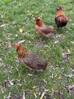 Te koop Araucana kippen € 70,00, Dieren en Toebehoren, Pluimvee, Kip