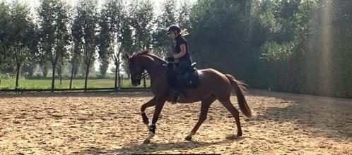 Ruiter gezocht of halve stal (dressuur), Dieren en Toebehoren, Paarden, Merrie, L, Dressuurpaard