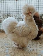 Zijdehoentjes krielen (4x hen), Dieren en Toebehoren, Vrouwelijk, Kip