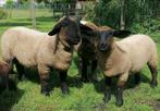 Schapen - Suffolk RAMlammeren, Mouton, Plusieurs animaux, 0 à 2 ans