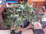 bloeiende kerstcactus zoekt nieuwe thuis, Huis en Inrichting, Kamerplanten, Ophalen, Halfschaduw, Minder dan 100 cm, Bloeiende kamerplant