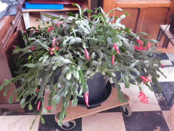 bloeiende kerstcactus zoekt nieuwe thuis, Huis en Inrichting, Kamerplanten, Cactus, Minder dan 100 cm, Bloeiende kamerplant, Halfschaduw