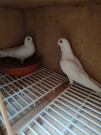 Gjylijat e kosoves, Dieren en Toebehoren, Vogels | Duiven, Meerdere dieren, Overige soorten