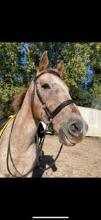 Project paard, Dieren en Toebehoren, Ophalen, Zo goed als nieuw