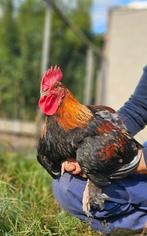 Raszuivere Marans Tarwe Haan, Dieren en Toebehoren, Pluimvee