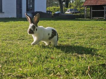Super mooie vlinder vlaamse reus ram te koop beschikbaar voor biedingen