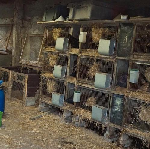 Betonnen konijnenhokken  9 stuks, Dieren en Toebehoren, Knaagdieren en Konijnen | Hokken en Kooien, Ophalen