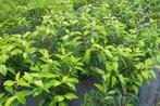 Prunus Lusitanica ( Portugese laurier ), Tuin en Terras, Planten | Struiken en Hagen, Laurier, Ophalen