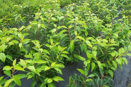 Prunus Lusitanica ( Portugese laurier ), Jardin & Terrasse, Plantes | Arbustes & Haies, Laurier, Enlèvement