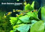 Japanse Nano Guppy * Endler Red Chest Saddleback, Dieren en Toebehoren, Vis