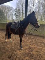 Jument pur sang 16 ans, Dieren en Toebehoren, Paarden