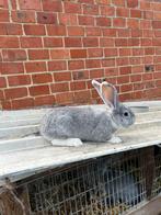 Duitse reus te koop!, Dieren en Toebehoren, Konijnen, Mannelijk, Groot, 0 tot 2 jaar