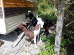 2 bonte geitenbokken, Dieren en Toebehoren, Schapen, Geiten en Varkens