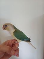 Conure molinae turquoise cinamon opaline élevé main, Dieren en Toebehoren