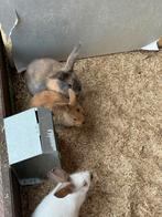 Konijntjes te koop, Dieren en Toebehoren, Meerdere dieren