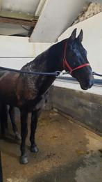 Ter dekking ( Cor de la Bryere x Cassini I), Dieren en Toebehoren, Paarden, Springpaard, Niet van toepassing, Hengst, Gechipt