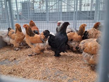 Brahma sierkippen kippen, Femelle, Poule ou poulet