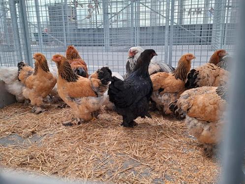 Brahma sierkippen kippen, Dieren en Toebehoren, Pluimvee, Kip, Vrouwelijk