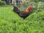 Goudbrakel hanen eventueel met hen, Dieren en Toebehoren
