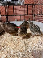 Japanse kwartels., Dieren en Toebehoren, Pluimvee, Meerdere dieren, Overige soorten