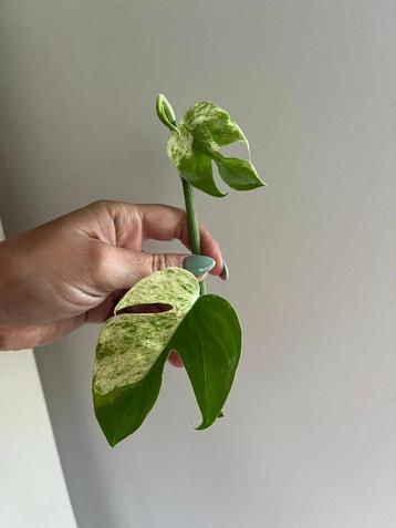  Epipremnum Marble Variegated  beschikbaar voor biedingen