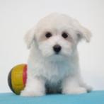 Maltezer - puppy's te koop (Belgisch), Dieren en Toebehoren, CDV (hondenziekte), Meerdere, Maltezer, 8 tot 15 weken