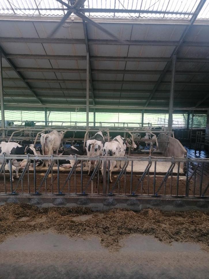 Stalventilator HVLS, Dieren en Toebehoren, Stalling en Weidegang