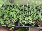 Tomatenplanten vele soorten, Jardin & Terrasse, Plantes | Jardin, Annuelle, Plein soleil, Enlèvement, Plantes potagères