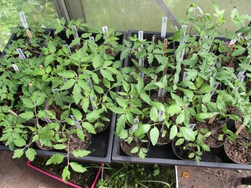 Tomatenplanten vele soorten, Jardin & Terrasse, Plantes | Jardin, Annuelle, Plantes potagères, Plein soleil, Été, Enlèvement