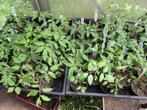 Tomatenplanten vele soorten, Annuelle, Plein soleil, Enlèvement, Plantes potagères