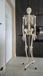 Skelet Anatomie, Diversen, Ophalen, Zo goed als nieuw