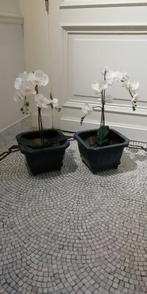 2 bonsai-potten blauw geglazuurd, Tuin en Terras, Bloempotten, 25 tot 40 cm, Vierkant, Ophalen of Verzenden, Zo goed als nieuw