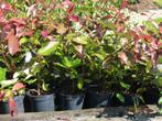 Photinia red robin pour haie, Ophalen, Haag
