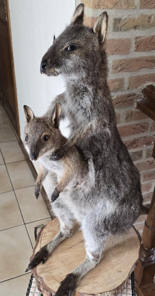 opgezette dieren en vogels: nandoe, koekop, konijn, Verzamelen, Dierenverzamelingen, Nieuw, Opgezet dier, Boerderijdier, Ophalen of Verzenden
